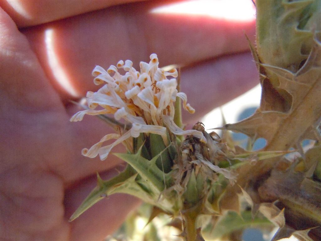 Scolymus hispanicus